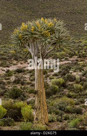 Quiver Tree (Aloe dichotoma) en fleur, le Namaqualand, Afrique du Sud Banque D'Images