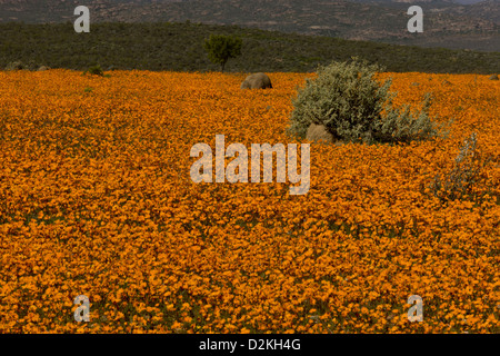 Marguerites (Orange) dans cakilefolia Ursinia Skilpad Réserve Naturelle, Parc National Namaqua Namaqua, Désert, Afrique du Sud Banque D'Images