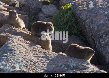 (Procavia capensis Rock Hyrax) en groupe familial au milieu des rochers, Désert Namaqua, Namaqualand, Afrique du Sud Banque D'Images