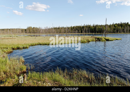 Elimysjarvi Elimyssalo Lake, réserve naturelle, Finlande Banque D'Images