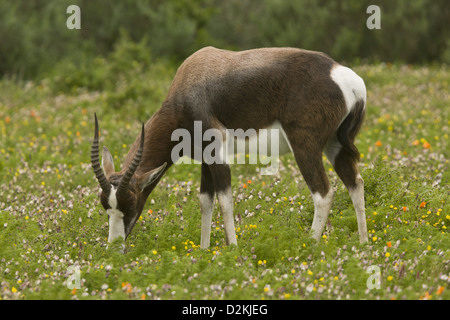 Le Bontebok menacées (Damaliscus pygargus) à se nourrir dans les prairies fleuries, Western Cape, Afrique du Sud Banque D'Images