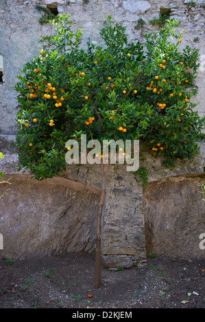 Kumkwat oranges growing on tree à Limone Lac de Garde Italie Banque D'Images