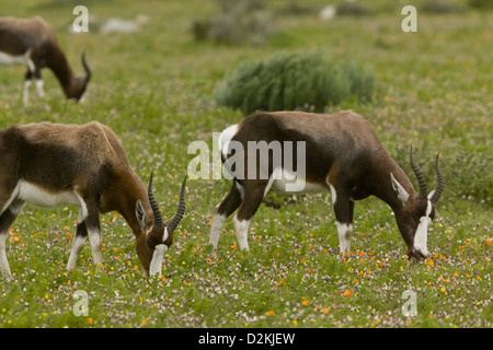 Le Bontebok menacées (Damaliscus pygargus) à se nourrir dans les prairies fleuries, Western Cape, Afrique du Sud Banque D'Images