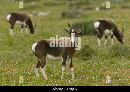 Le Bontebok menacées (Damaliscus pygargus) à se nourrir dans les prairies fleuries, Western Cape, Afrique du Sud Banque D'Images