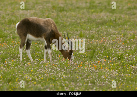 Le Bontebok menacées (Damaliscus pygargus) à se nourrir dans les prairies fleuries, Western Cape, Afrique du Sud Banque D'Images