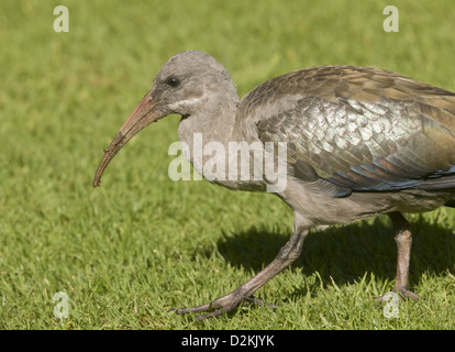 (Bostrychia hagedash Hadeda Ibis) se nourrissent d'herbe, Cape Town. L'Afrique du Sud Banque D'Images