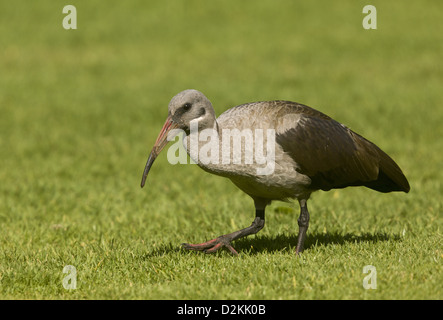 (Bostrychia hagedash Hadeda Ibis) se nourrissent d'herbe, Cape Town. L'Afrique du Sud Banque D'Images