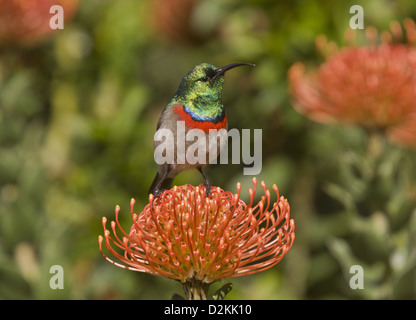 Moindre goéland chalybeus (Chalcomitra) se nourrissant de Proteas (Leucospermum cordifolium) Le Cap, Afrique du Sud Banque D'Images