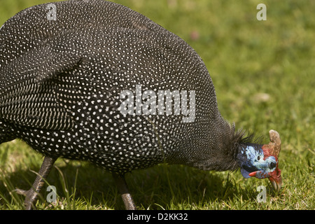 Pintade de Numidie (Numida meleagris) se nourrissent d'herbe, les jardins de Kirstenbosch, Cape Town, Afrique du Sud Banque D'Images