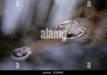 L'Australie, la faune, la tête et des yeux d'un crocodile d'eau douce. (Crocodylus johnsoni) Banque D'Images