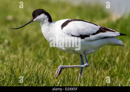 Close-up d'une avocette élégante (recurvirostra avocetta) marcher dans l'herbe courte, vue latérale. Banque D'Images