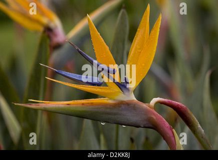 Oiseau du Paradis (Strelitzia reginae) close-up, Afrique du Sud Banque D'Images