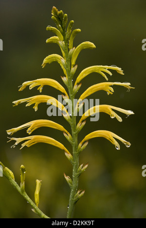 Un Cobra Lily (Chasmanthe floribunda) dans sa forme jaune, close-up, Western Cape, Afrique du Sud. Un iris endémique au parent. Banque D'Images
