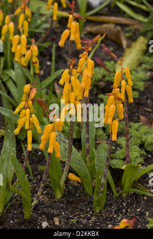 Cape Cowslip, Lachenalia aloides, dans sa forme jaune, jardin, Afrique du Sud Banque D'Images