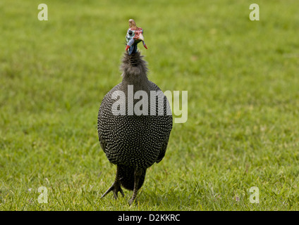 Pintade de Numidie (Numida meleagris) se nourrissent d'herbe, les jardins de Kirstenbosch, Cape Town, Afrique du Sud Banque D'Images