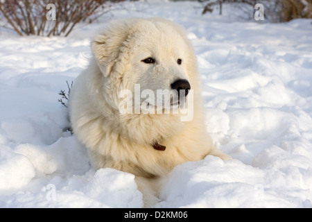 La Maremme ou le Catalan Sheepdog portrait sur la neige Banque D'Images