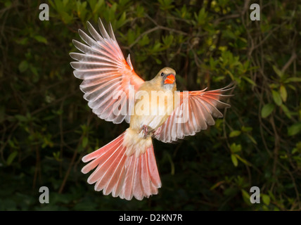 Femelle cardinal du nord (Cardinalis cardinalis) en vol avec ailes écarlées, gros plan Banque D'Images