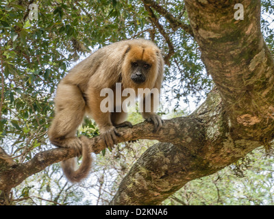 Un singe hurleur, le plus grand singe du Nouveau monde, dans un arbre à la place de la ville de la ville de Santa María de Fe, au Paraguay. Banque D'Images