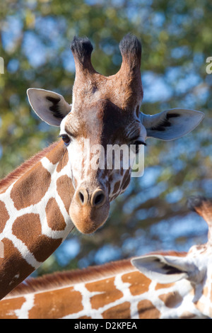 Giraffe Angolaise Banque D'Images