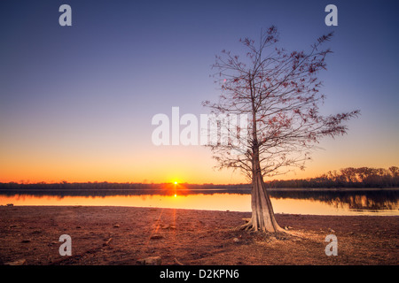 Un lone cypress tree se trouve sur une rive du lac au coucher du soleil Banque D'Images