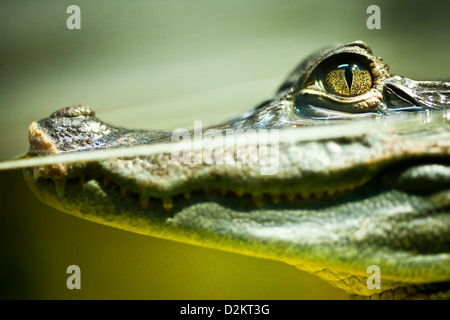 Caiman crocodilus dans l'eau ... Banque D'Images