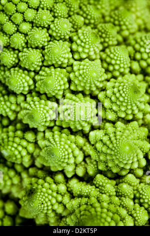 Broccolo romanesco sur fond blanc Banque D'Images