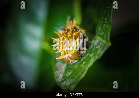 Verger ou Citrus Swallowtail Butterfly Caterpillar sur une feuille d'arbre de citron, Queensland, Australie Banque D'Images