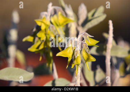 Fleur oiseau vert (Crotalaria Cunninghamii). Centre de l'Australie. Banque D'Images