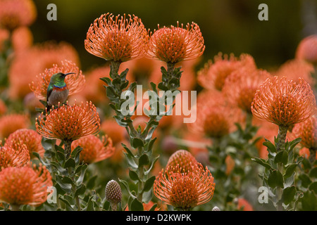 Sud Mâle gobemouche chalybeus (Chalcomitra) se nourrissant de Proteas (Leucospermum cordifolium), Afrique du Sud Banque D'Images