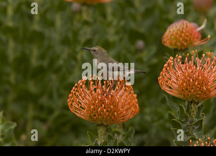 Sud femelle gobemouche chalybeus (Chalcomitra) sur Protea (Leucospermum cordifolium), Afrique du Sud Banque D'Images