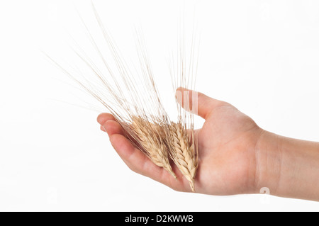 Main tenant deux épi de blé (Triticum spp.) Banque D'Images