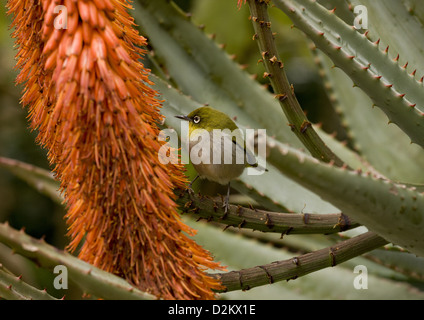 Cape White-eye (Zosterops pallidus) se nourrissant de l'aloès du Cap (Aloe Ferox) Cape Town, Afrique du Sud Banque D'Images