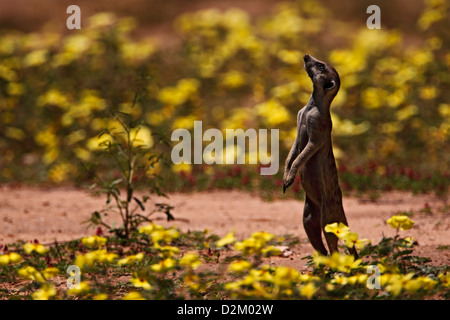 À queue fine, suricate (Suricata suricatta) suricates, regarder, le parc transfrontalier Kgalagadi NP, dans champ de fleur, Afrique du Sud Banque D'Images