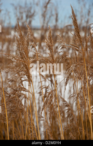 La Norfolk reed dans la neige Phragmites australis Phragmites communis Banque D'Images