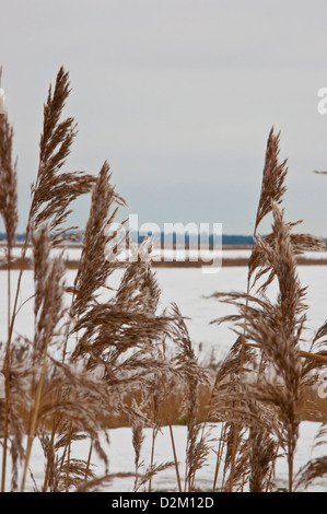 La Norfolk reed dans la neige Phragmites australis Phragmites communis Banque D'Images