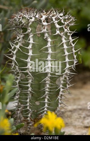 Jeune plant de Gifboom ou poison tree (Euphorbia virosa) close-up, Afrique du Sud Banque D'Images