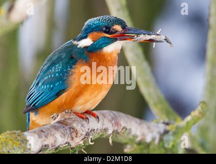 Une politique commune de Kingfisher (Alcedo atthis) a capturé une épinoche à près de Mallnow, Allemagne, 25 janvier 2013. Photo : Patrick Pleul Banque D'Images