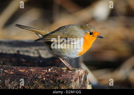 Un merle perché sur un journal Banque D'Images