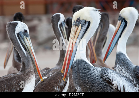 Pelican (Pelecanus thagus péruvien) groupe adultes Pan de Azúcar quasi menacée d'Atacama Parc national du Chili Amérique du Sud Banque D'Images