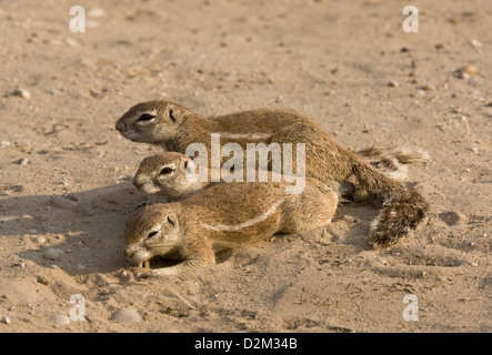 Le Cap Afrique du Sud / les spermophiles, Spermophile Ha83 inauris ; groupe de trois, dans le désert du Kalahari, Afrique du Sud Banque D'Images