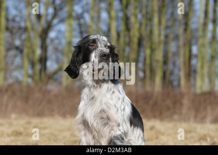 Chien Setter Anglais blue Belton (adultes) portrait Banque D'Images