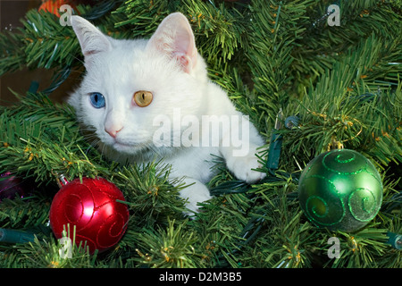 Un seul chat blanc, avec des yeux de couleur différente, est assis dans un arbre de Noël avec des boules rouges et vertes. Banque D'Images