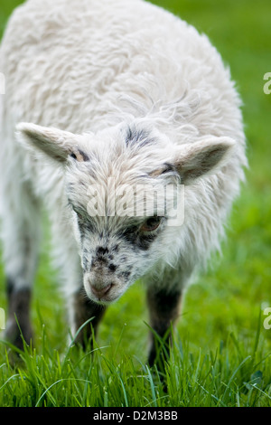 Close up of North Ronaldsay lamb in field Banque D'Images