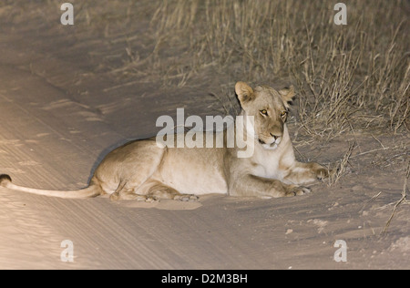 Lionne du Kalahari (Panthera leo) la nuit, Désert du Kalahari, Afrique du Sud Banque D'Images