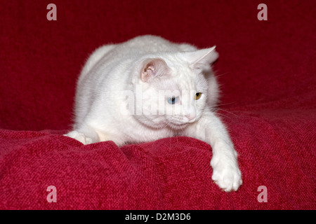 Chat blanc avec des yeux de couleurs différentes prises contre un fond rose rougeâtre avec paw pendant vers le bas Banque D'Images