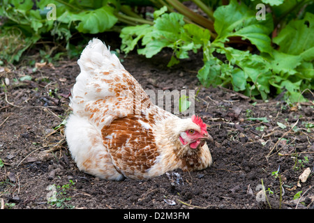 Photo d'un jaune brun, de poulettes ou de poulet assis dans la saleté sur le point d'avoir un bain de boue avec les plantes derrière la rhubarbe Banque D'Images