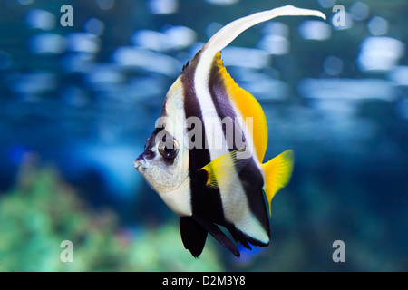 Pennant Coralfish (Heniochus acuminatus), aussi connu sous le petit Bannerfish Coachman ou Banque D'Images