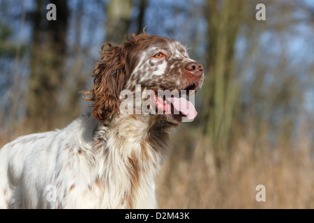 Chien Setter Anglais (adultes) profil portrait orange Belton Banque D'Images