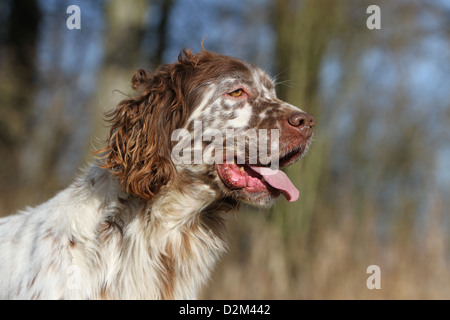 Chien Setter Anglais (adultes) profil portrait orange Belton Banque D'Images