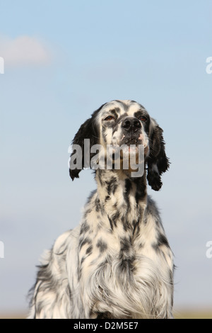 Chien Setter Anglais blue Belton (adultes) portrait Banque D'Images